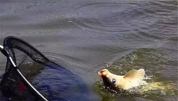 秋钓鲤鱼这4招，再配上自制饵料，“空军”拜拜了您呐！