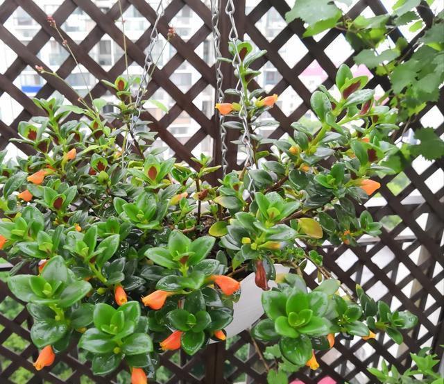 花期长达300天的漂亮花卉,好养易活,家里天天有花赏