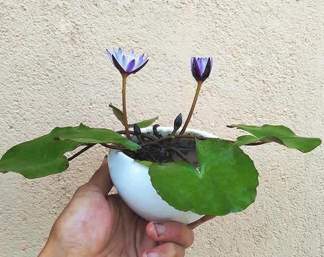 花卉|4种“陷阱”花,不适合新手,花店遇到要避开,别白花买花钱