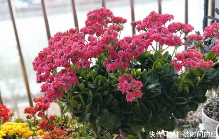 养“长寿花”3年变老桩,窜成“巨无霸”,开成大花球