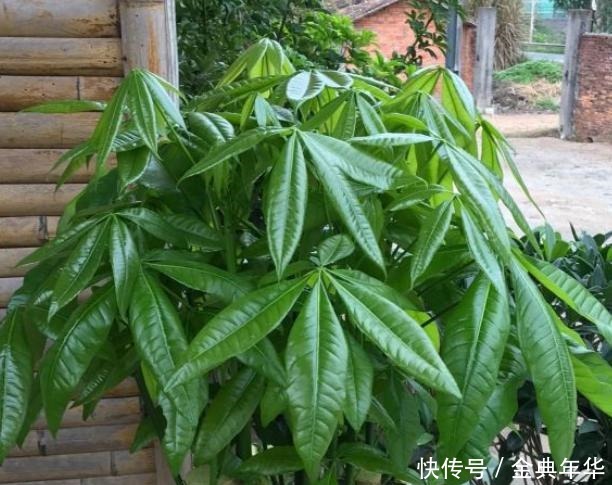 发财树就是这么好养，只需4步，枝叶繁茂，再也不黄叶烂根