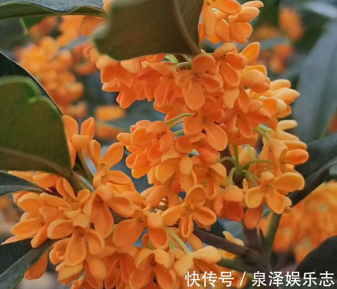 氮肥|含苞待放的桂花小心秋老虎,做到2点,9月开花爆盆,满树桂花香