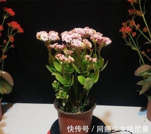 把长寿花培养成老桩并不难,看见了别羡慕,照着做,自己也能养