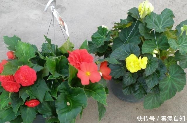 在室内半阴处容易开花的11种盆栽开花植物，家里可多种几种！