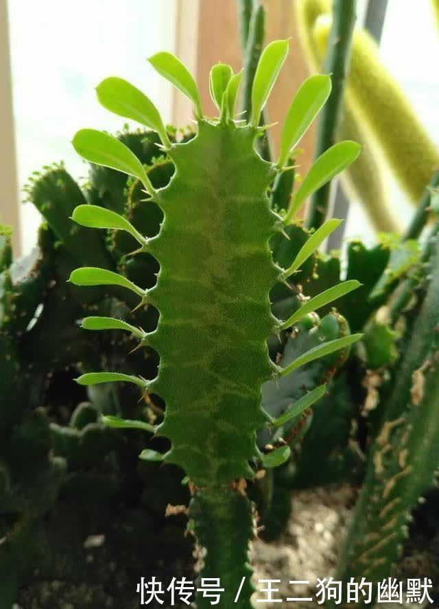 龙骨花也能扦插繁殖,方法都在这里,学会不是难事