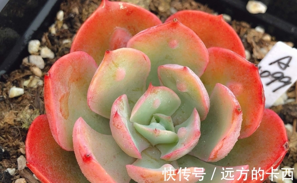 度夏|多肉泪无痕名字很美,出状态颜值不低,同时还跟雨滴有莫大的关系