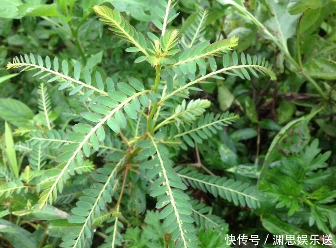 野草|农村不起眼的野草,保肝护肝,清热解毒,疏肝止痛,你认识吗