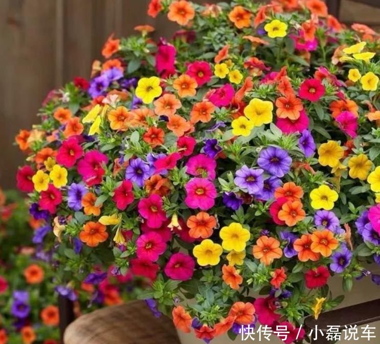 5种花漂亮又好养,比牡丹好看,阳台开花变温馨小花园
