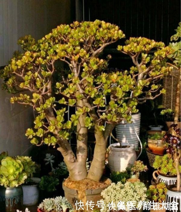 传家|多肉中的“老寿星”,越老越值钱,养成大树可镇宅可传家!