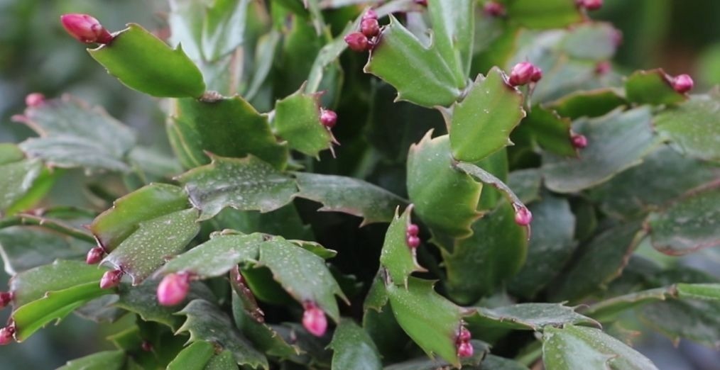 养长寿花蟹爪兰，别只顾浇水，用上“1种肥”，花苞稠密早开花