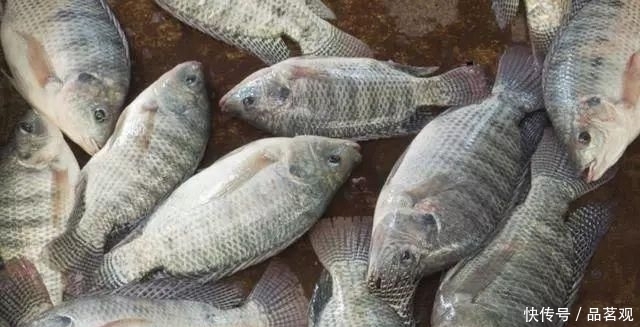 捕到|渔民公认“最难吃”的四种鱼类,爱吃的人不多,捕到也只能扔掉