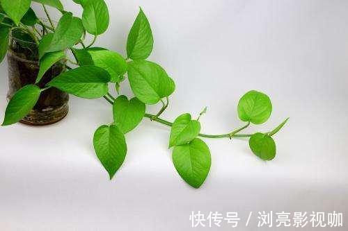疯长|绿萝秋天怎么养护注意几点,不黄叶不烂根,叶片疯长爆盆