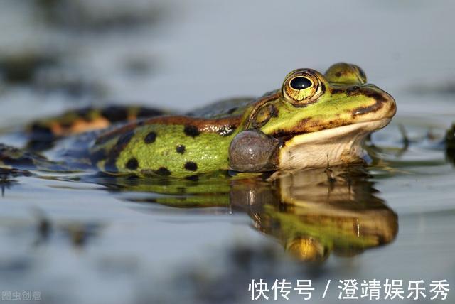 小鱼|还只知道红虫、蚯蚓？钓鱼界的10大荤饵！数数你用过几种