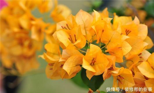 淋死|梅雨季节仙人掌、文竹、兰花、芦荟等别淋雨,很容易淋死