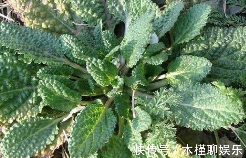 三农|农村一种野草,外形像蛤蟆皮,长到田地里是麻烦,却值15元一斤