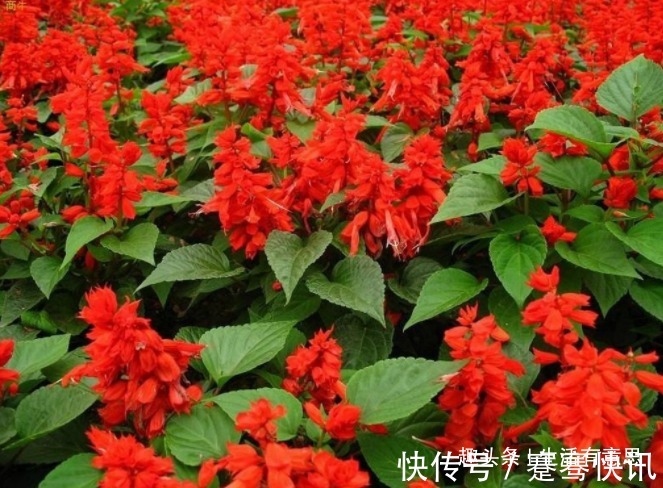 此花,成串,是炮仗不是爆竹,爆盆窜成鲜花海洋,教你养花