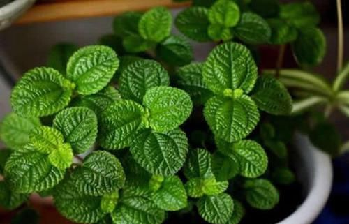 “烟味”的天敌来了,1种植物养在家里,是吸烟人士的福音