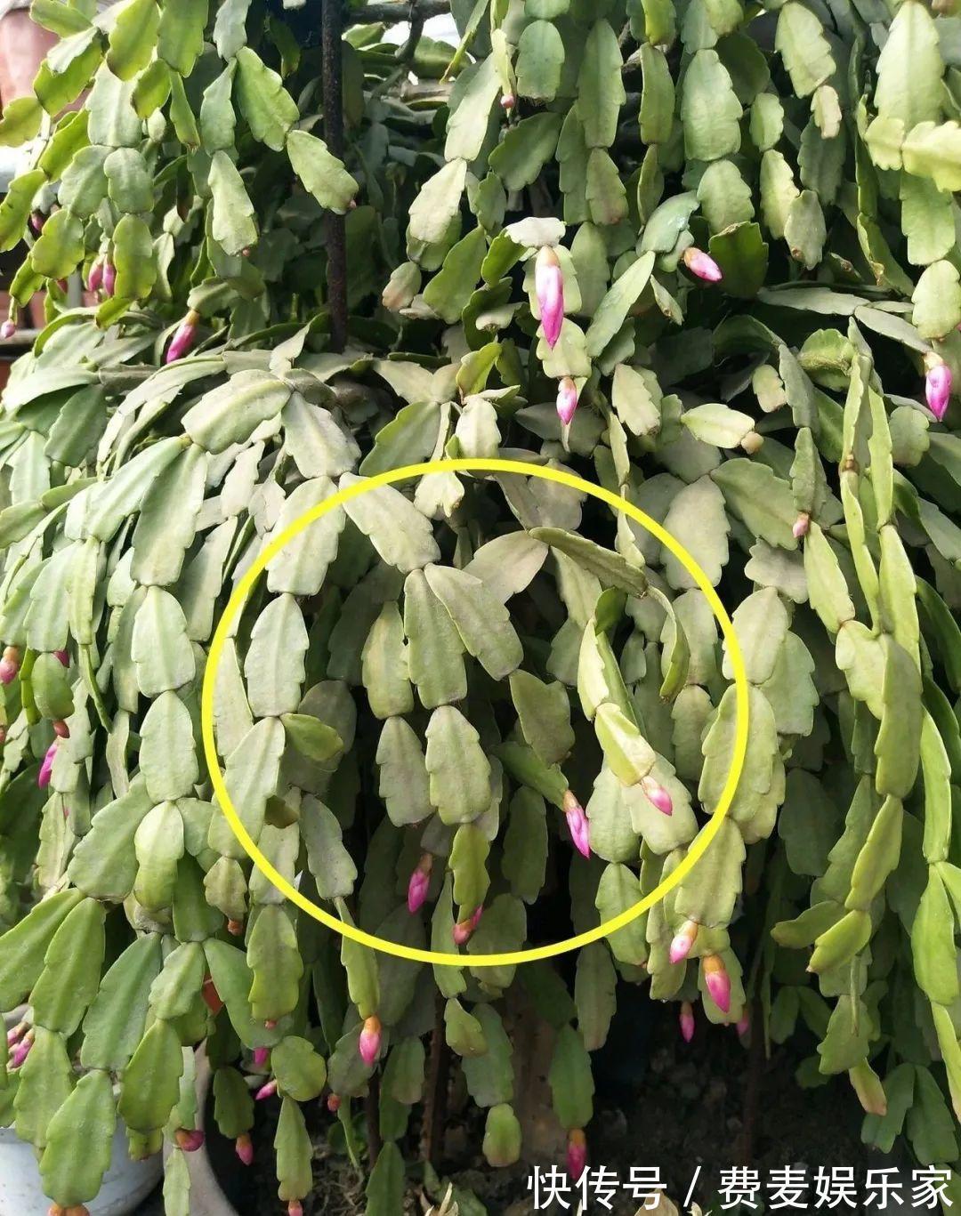 仙人|1种花不是真昙花,1次能开上百朵,比蟹爪兰美,怪不得都去抢假货