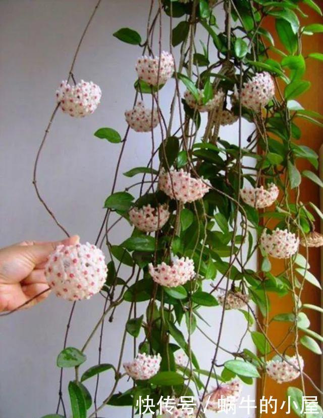 9种花不用花钱买,掐根枝条插土里,2周即可生根,好养易成活