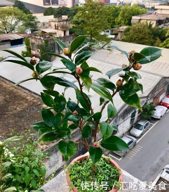 酸碱度|三角梅山茶杜鹃不开花,黄叶多,多用2种水,花勤量大,叶子绿