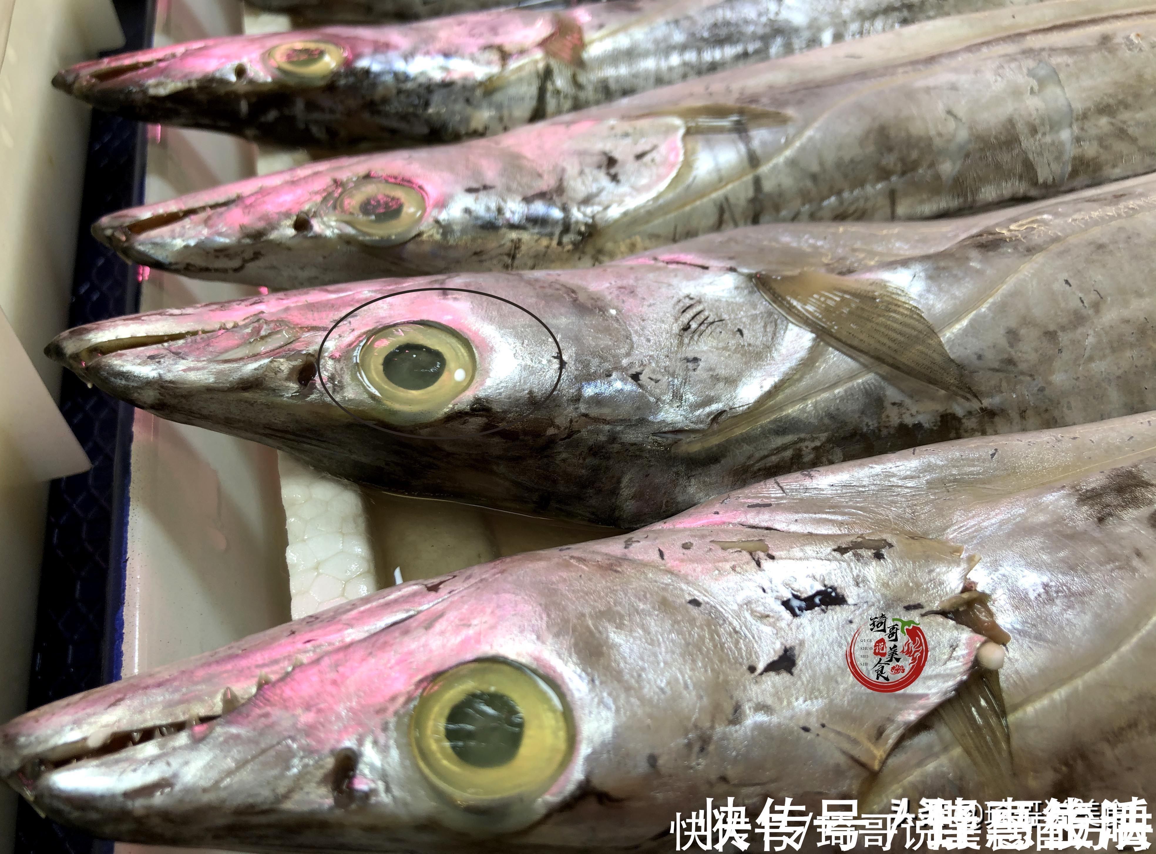 黑眼睛|买带鱼,黑眼睛和黄眼睛哪种好吃?老渔民教3招,带鱼新鲜味道正