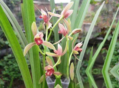 曾天价一苗的杂交兰,现普草价格,花香四溢,四季开花,值得入手