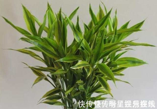 如果不到万不得已,这3种花过年“不要买”,年后买,省钱又好养