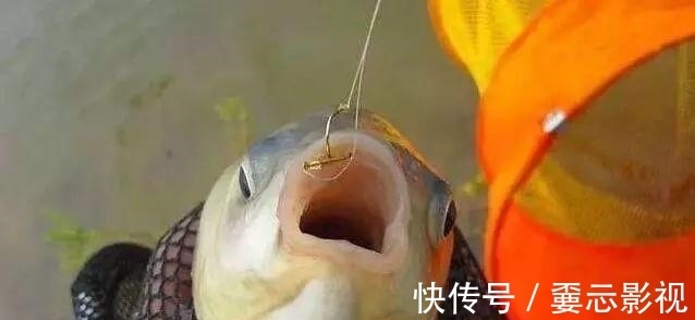 降温天鱼口轻,钓灵好还是钓钝好?这几个重点圈起来要考!