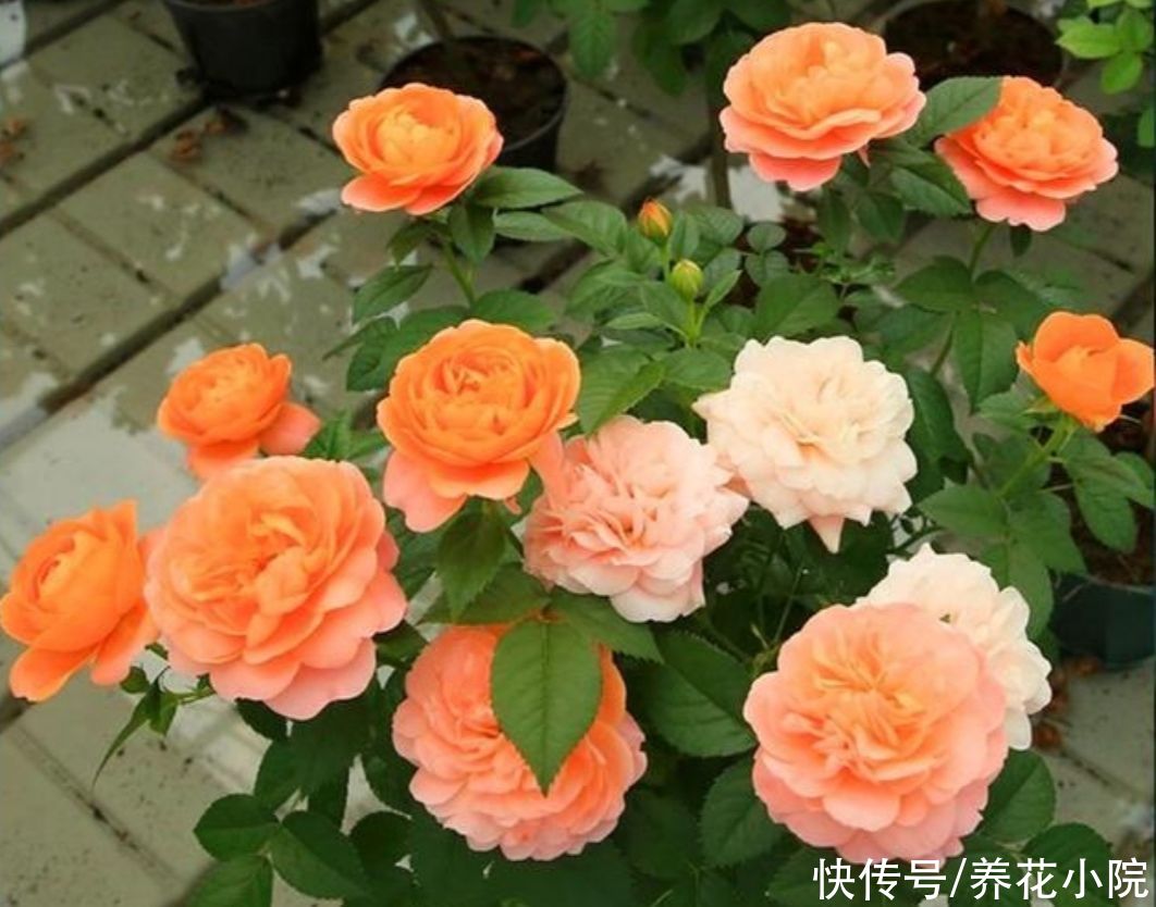 消耗|月季开花越来越少，马上给它做3件事，枝头长满大花苞