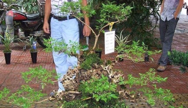 乡下一种“柴火木”,年年砍不绝,如今做成高档盆景,很受人欢迎