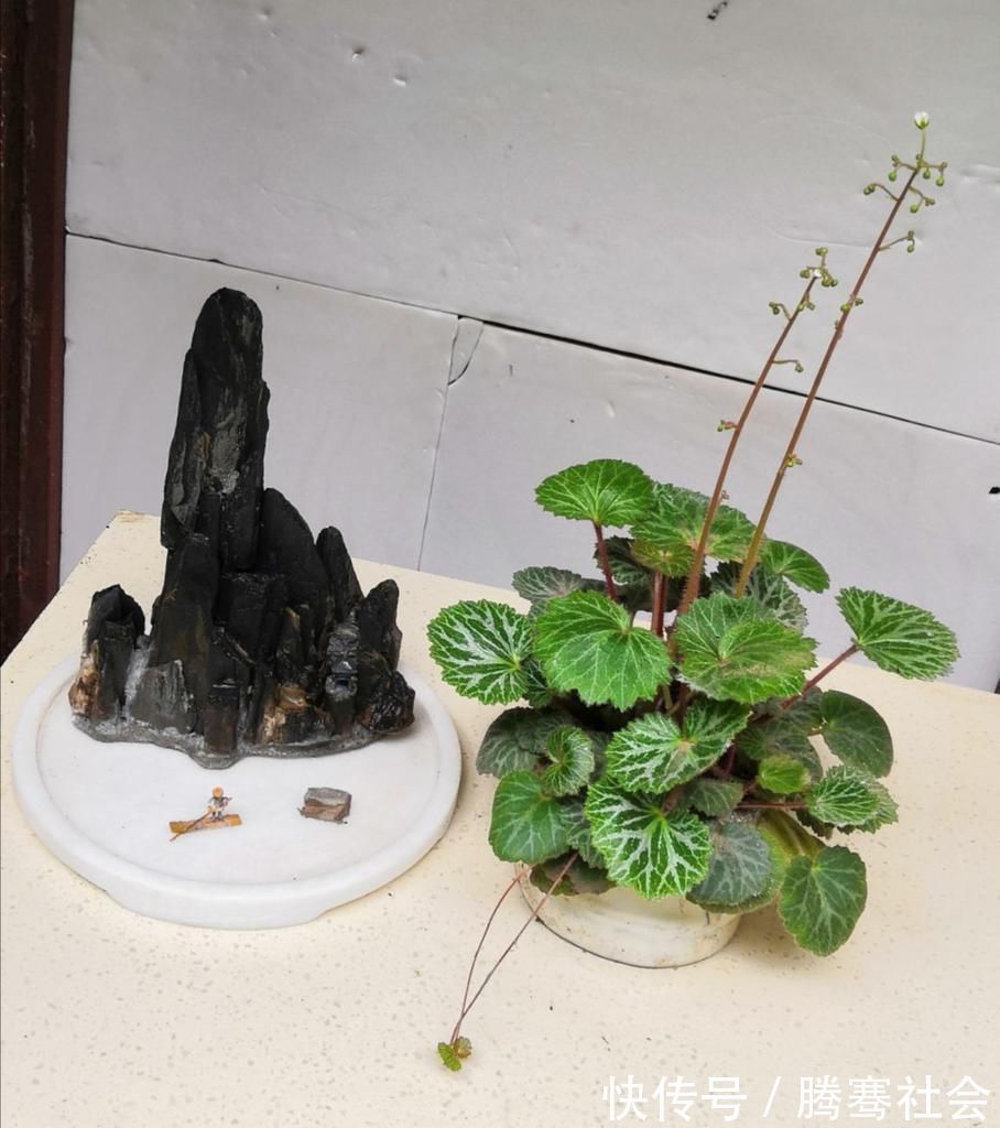 天南星科|超耐阴的5种绿植,特别小众,见过三种就是见多识广