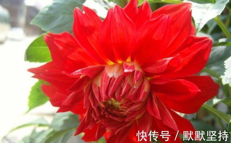 4种花开花喜庆又好养,满屋飘香,人见人爱