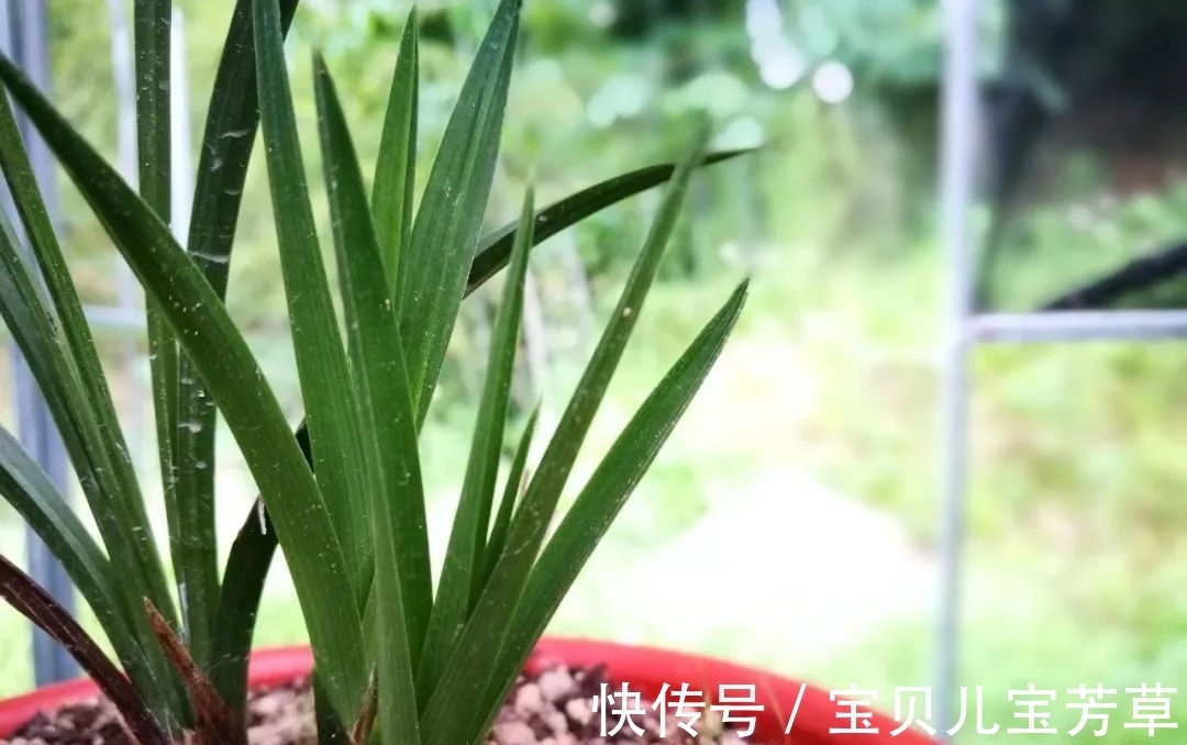 刚买的兰花怎么种?4种常犯的错误,新手兰友要学会避免