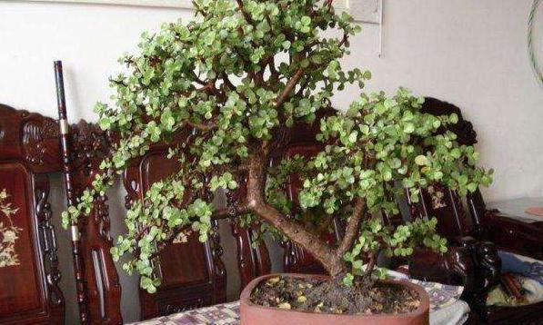 金枝玉叶如何养？平时给予3个条件，枝干变得木质化，3年成老桩