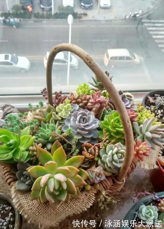 盆栽|她在医院垃圾桶“捡篮子”,拿来种多肉“颜值高”,人见人爱