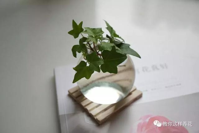 土生根|4种花放水里猛长根，比土培好养100倍，一分钱不花，还很漂亮！