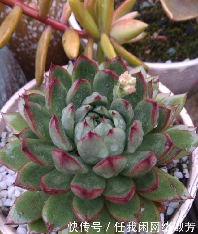 养多肉,不讲究,风风雨雨,依然安好