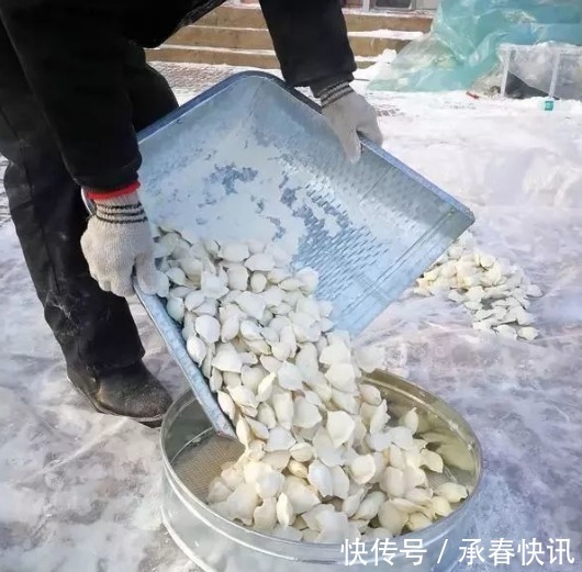 饺子|饺子包好，最忌直接放冰箱冻！做好2步，饺子不粘连，煮时不破皮