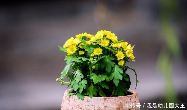 养了就“稳赚”的4种花，一盆变多盆，多盆变无数盆！