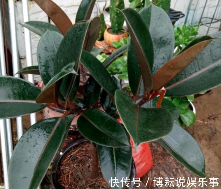 新手就养“4种花”，1个月忘记浇水，照样长得旺，还开出漂亮的花