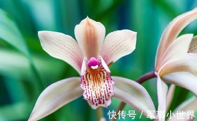 奥绿|兰花和其他花卉在养殖上有不同之处,需要做好这两个方面的工作