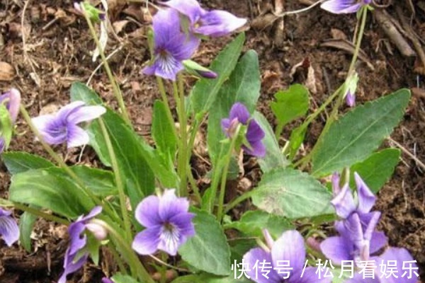 山坡|农村路边的“犁头草”,长着紫色小花,全身都是宝,药用价值珍贵