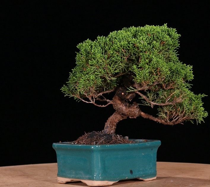 赏玩盆景彰显心灵深处的情怀，换个心情欣赏精美盆景，拍照上图