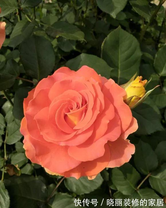 一根枝条上可以开出20几朵花,这款月季无论是盆栽地栽都能开爆