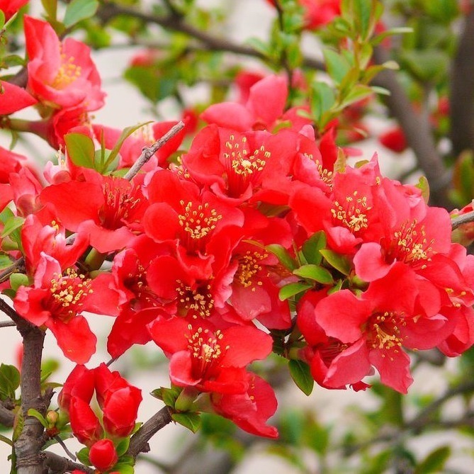 观赏性|在家里种此树,除了观赏性强,长大了很值钱