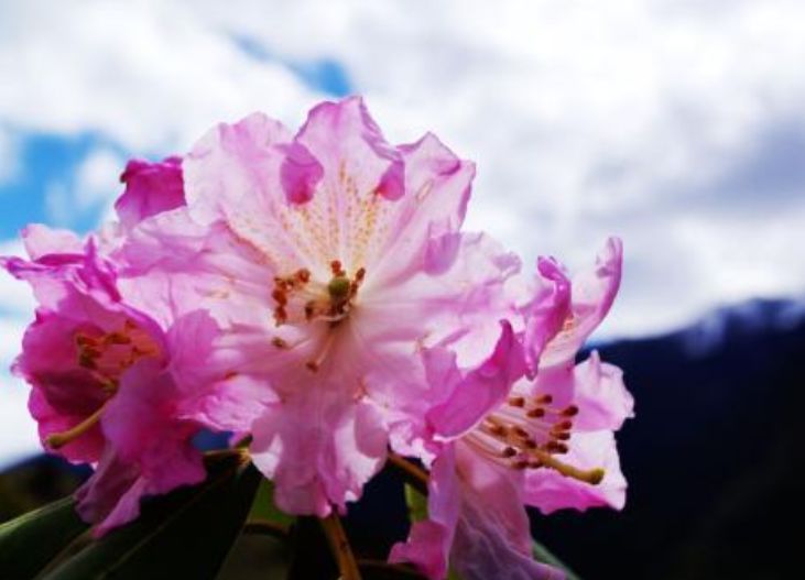 喜欢养花，不妨试试这几款，开花似花海，花型独特又美观