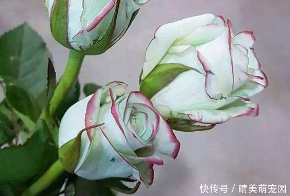 养花|这几款小花容易爆盆，花开一茬接一茬，美艳绝伦，惊艳如花球