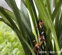 如何养护墨兰花吗快来学习一些墨兰的养护技巧吧!