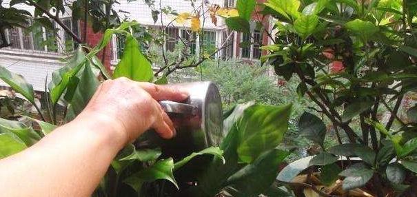 养花就浇3种水，养分足，土壤透气性高，啥花都喜欢