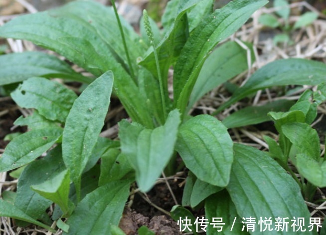 车前草|老中医祛湿方车前草煮水喝,连喝5天,除根